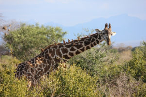 2 Days Tsavo West Safari