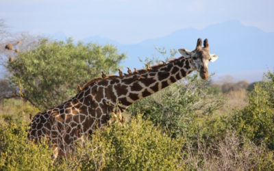 2 Days Tsavo West  Safari – Kenya