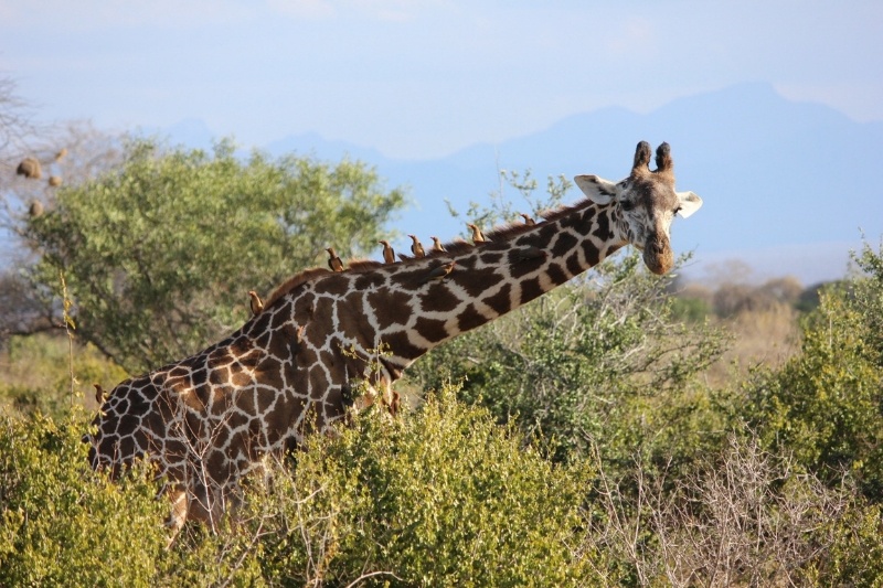 2 Days Tsavo West  Safari – Kenya