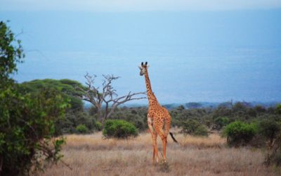 4 Days Tsavo West  – Sarova Taita – Tsavo East