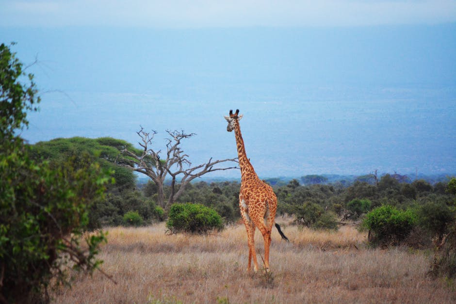 4 Days Tsavo West  – Sarova Taita – Tsavo East