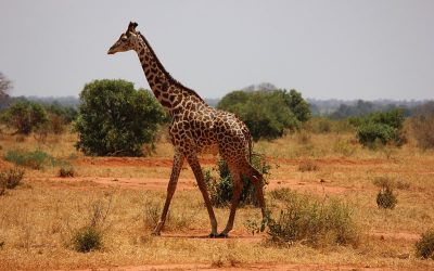 3 Days 2 Nights Tsavo East – West National Park – Kenya Safari Package