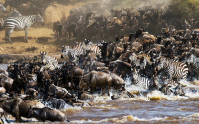 3 Days Masai Mara Air Safari (Migration Trail) from Mombasa