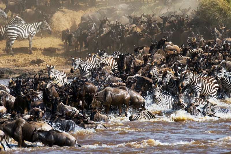 The Maasai Mara versus The Serengeti