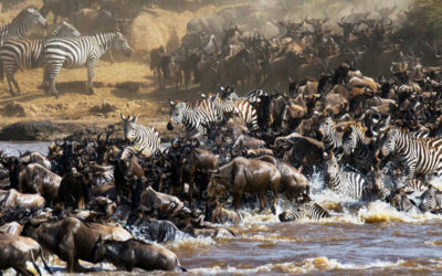 2 Days Masai Mara Air Safari (The Wildebeest adventure)