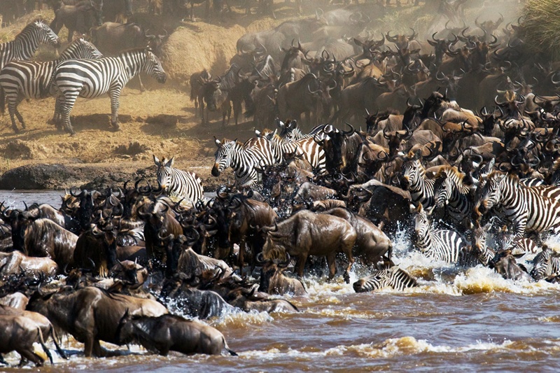 2 Days Masai Mara Air Safari (The Wildebeest adventure)