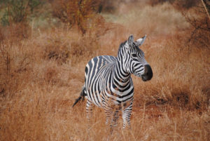 2 Days Tsavo East Safari