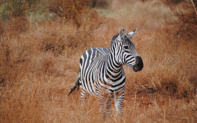 2 Days Tsavo East, Taita Game Sanctuary Safari-Kenya Safari