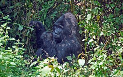 15 Days Kenya Safari Plus Uganda Gorilla Trekking