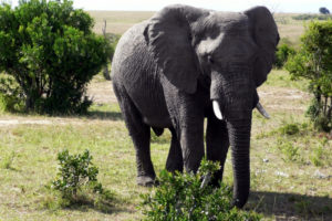 Masai Mara Tours