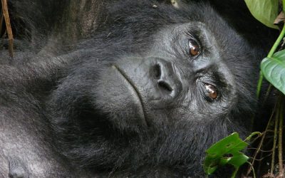 4 Days 3 Nights of Bwindi; Gorilla Trekking