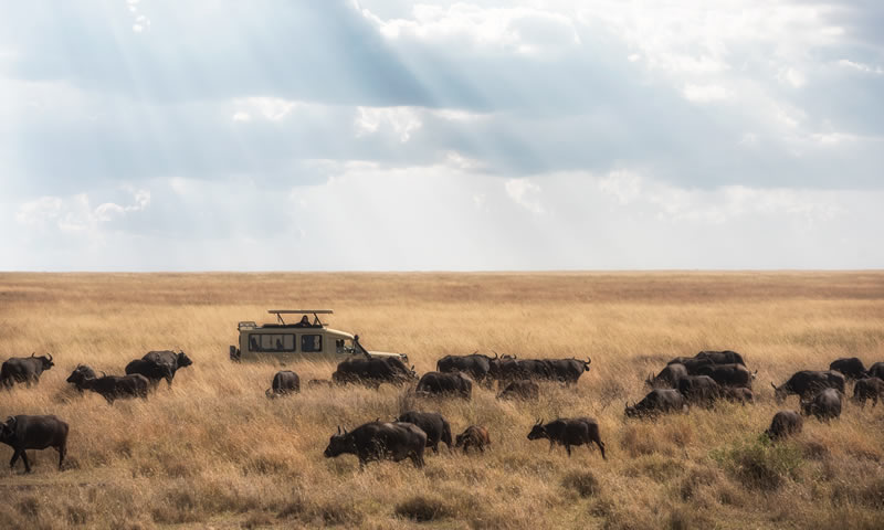 Serengeti - Masai Mara Safari