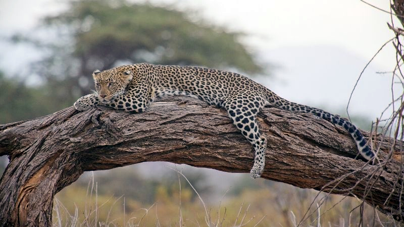 The big 5 in masai mara