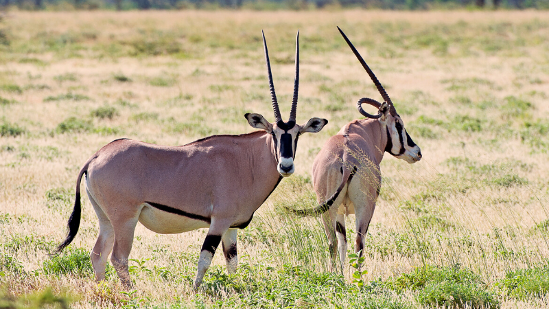 Samburu Safaris