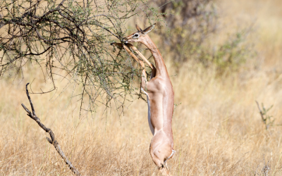 What to Expect from a 3 day road trip from Nairobi to Samburu