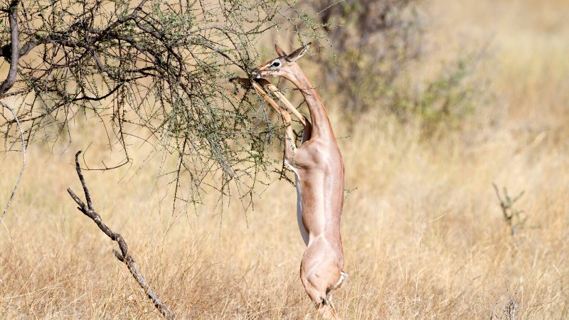 What to Expect from a 3 day road trip from Nairobi to Samburu