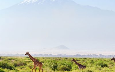 6 Days/5 Nights of Amboseli & Maasai Mara by Flight